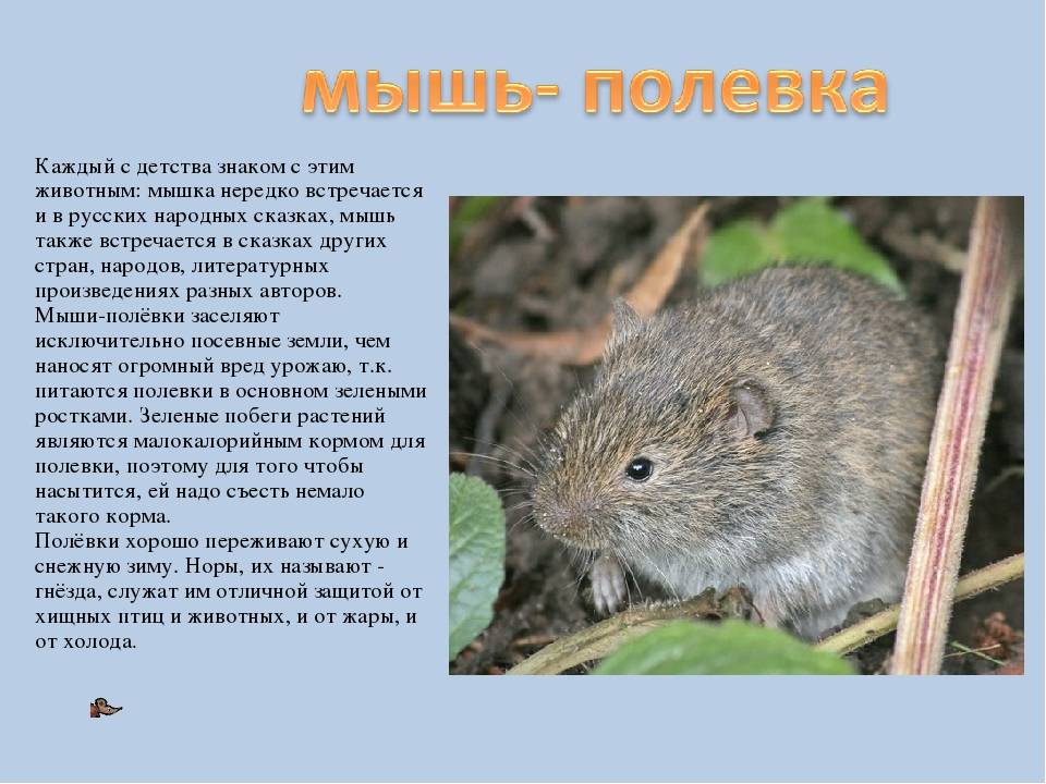Полевки на участке — как избавиться от вредных мышей? фото — ботаничка