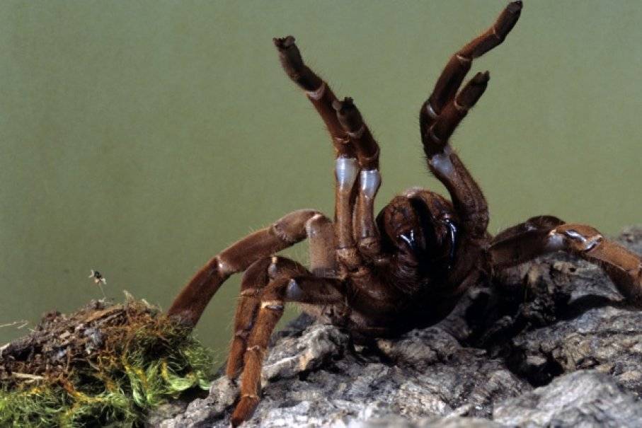 Самый страшный паук в мире - фото и описание