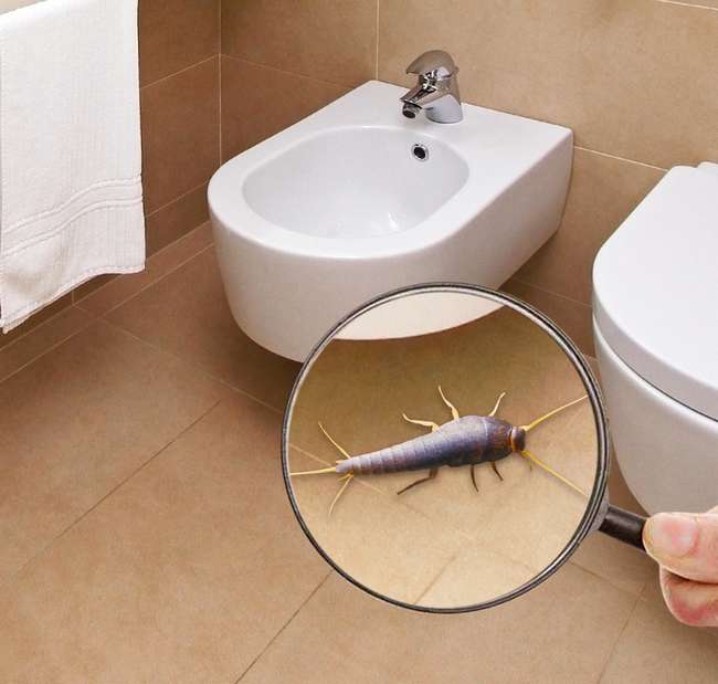 Мокрица в ванной комнате и туалете: как избавиться от домашних насекомых самим и вывести их народными средствами, как бороться с помощью химикатов, а также фото selo.guru — интернет портал о сельском хозяйстве