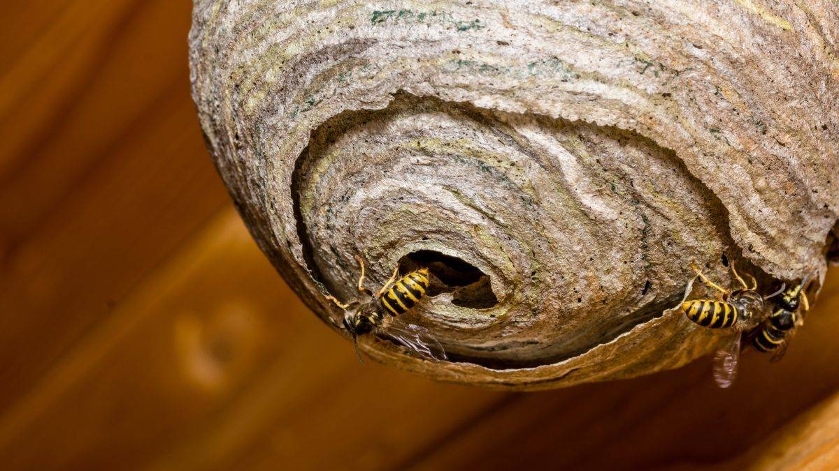 Сколько живут осы в гнезде, фото