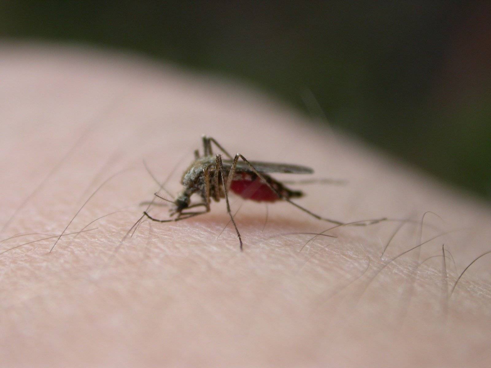 Продолжительность и цикл жизни комара. сколько дней живут комары после укуса?