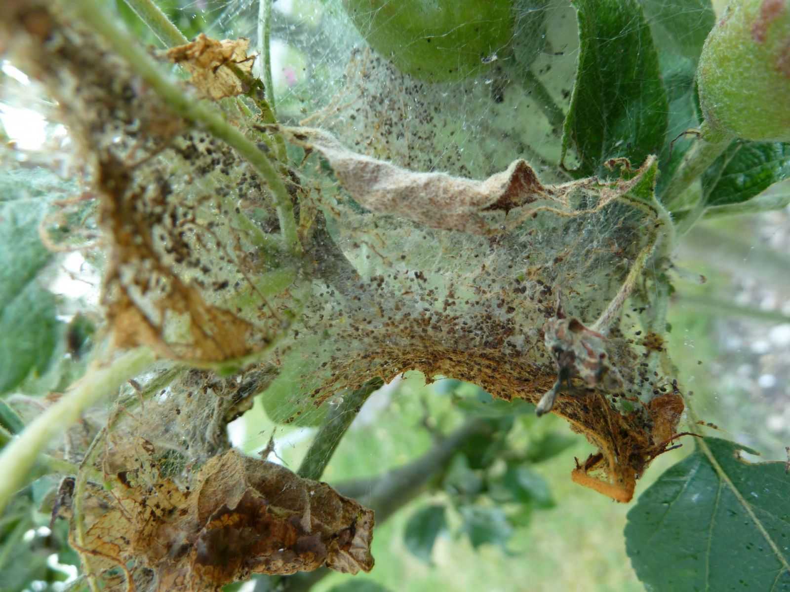Гусеницы на яблоне: как бороться с вредителями деревьев