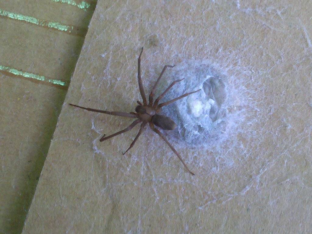 Коричневый паук-отшельник: фото, чем опасен укус, где обитает, как выглядит