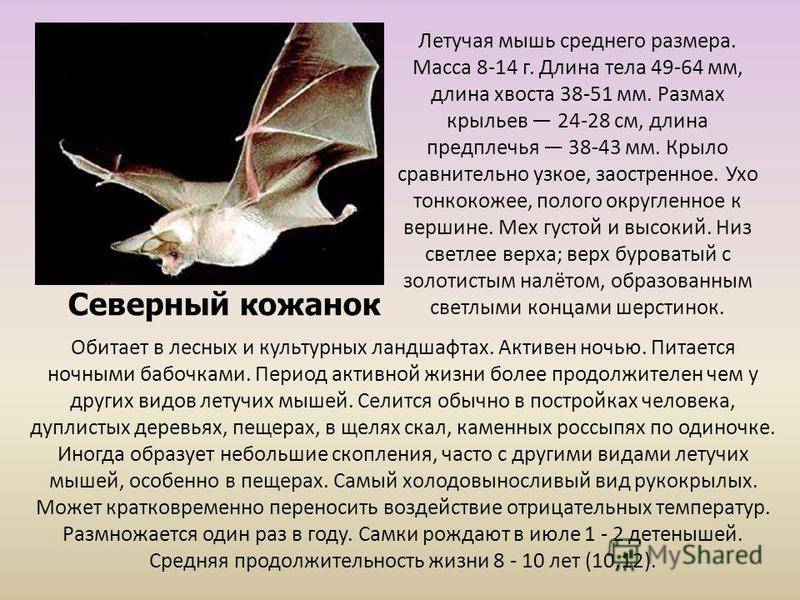 Летучая мышь: виды и описание животных, интересные факты и фото