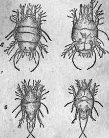 Платяные вши: особенности, описание внешнего вида и методы борьбы с паразитами