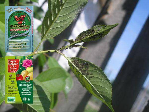 Борьба с тлей на плодовых деревьях: действенные средства