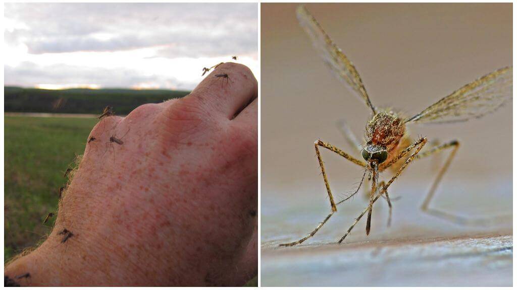 Есть ли комары в Крыму