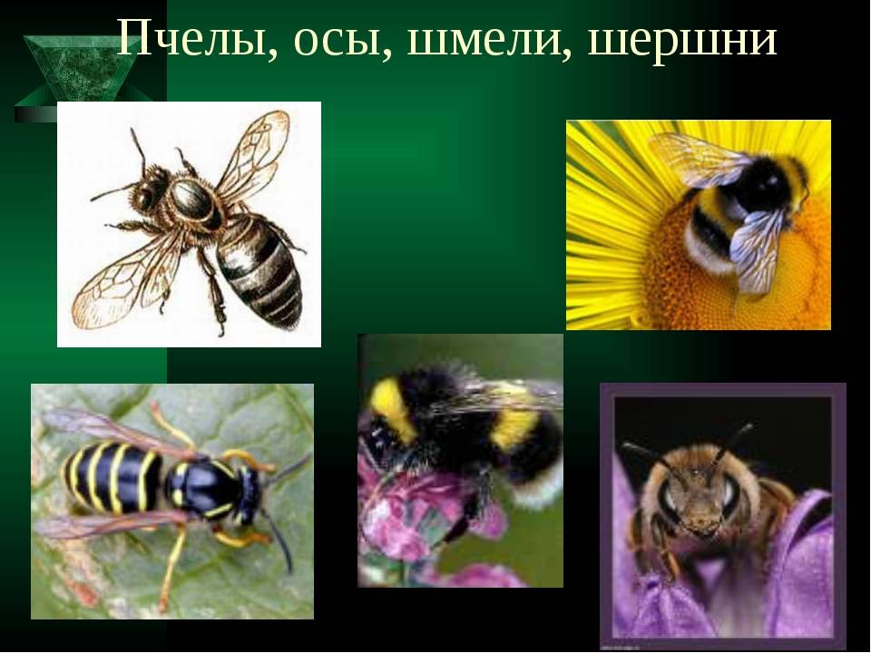 Отличия осы, пчелы и шмеля