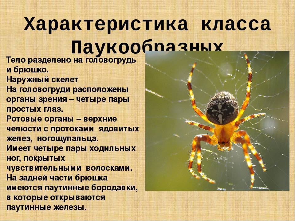 Пауки россии: обитатели средней полосы и северного кавказа, ядовитые и неопасные виды