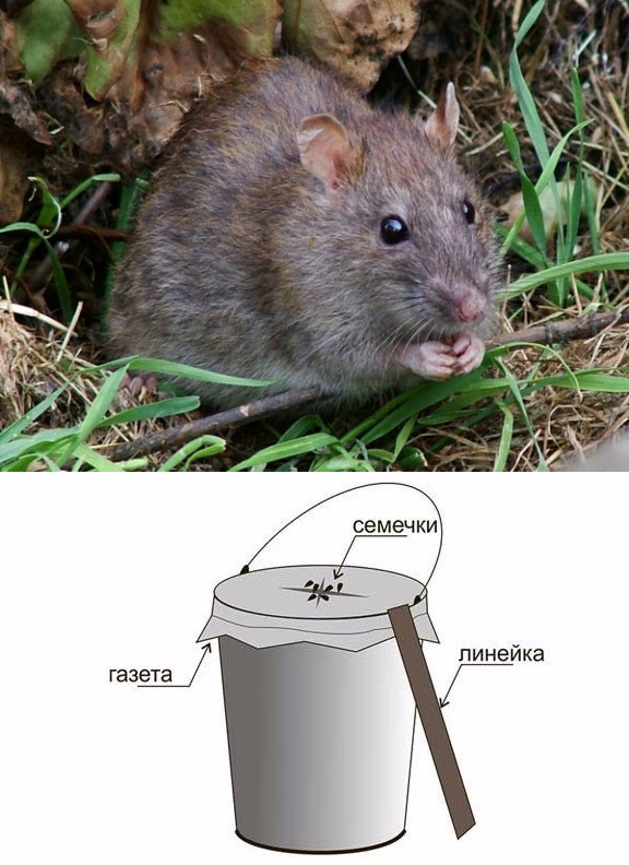 Крыса в огороде. Земляная крыса полевка. Мыши на даче. Земляная мышь в огороде. Мышь Дачная.