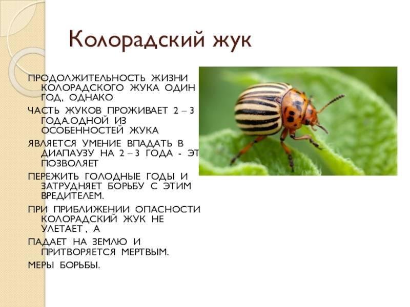 Колорадский жук - интересные факты