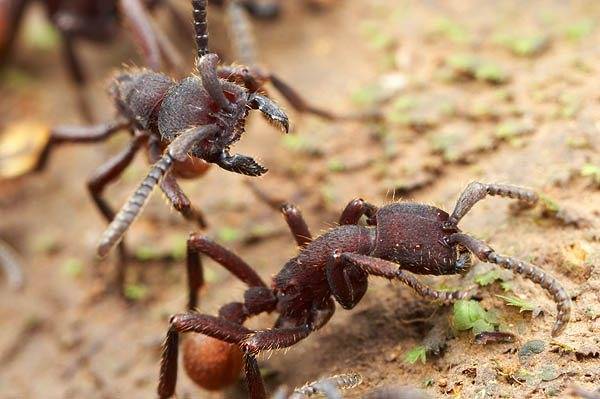 6 видов муравьев несущих опасность для людей