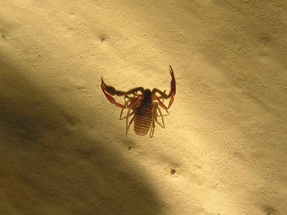 Книжный ложноскорпион в квартире – опасное или безобидное насекомое? ложноскорпион – жук с клешнями как у скорпиона.