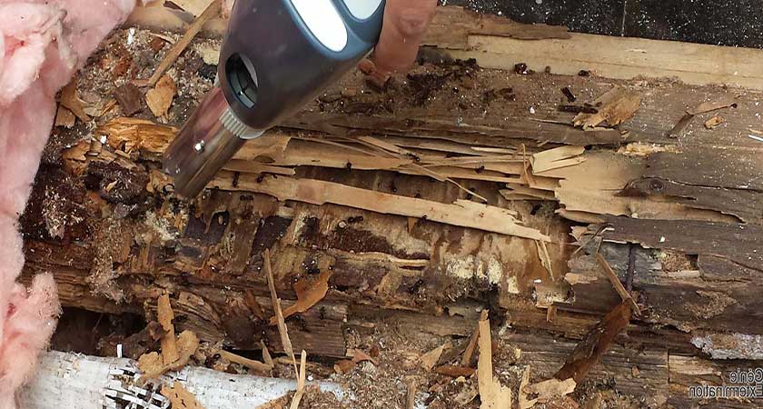 Как избавиться от муравьев в деревянном доме самостоятельно
