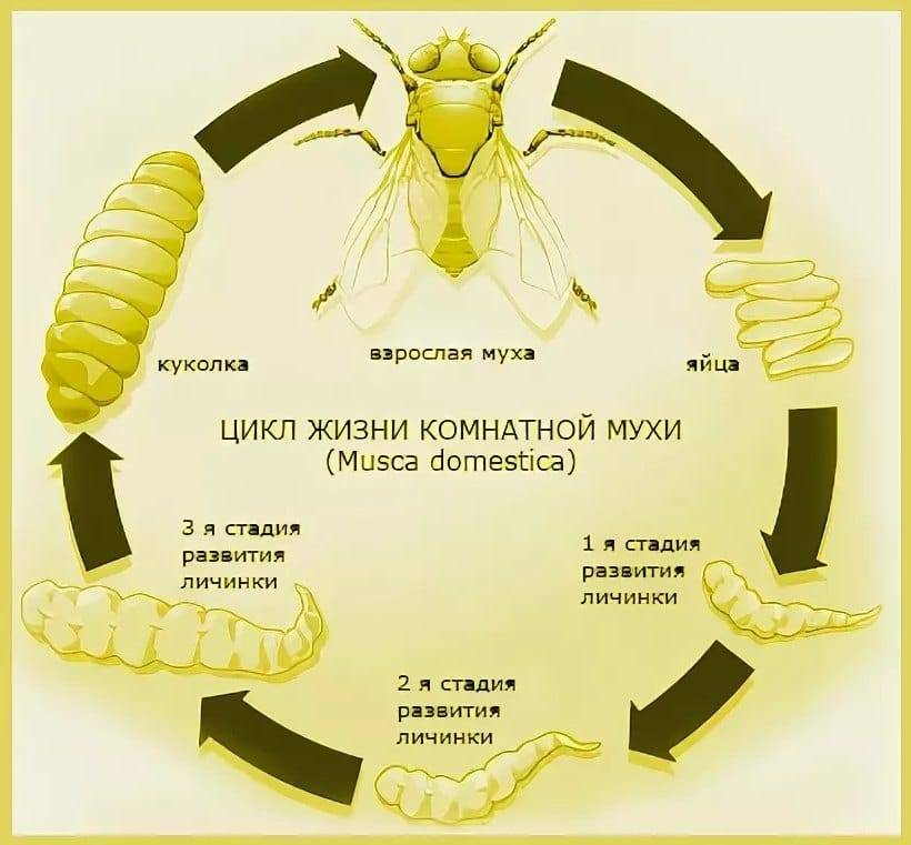 Муха дрозофила. образ жизни и среда обитания мухи дрозофила | животный мир