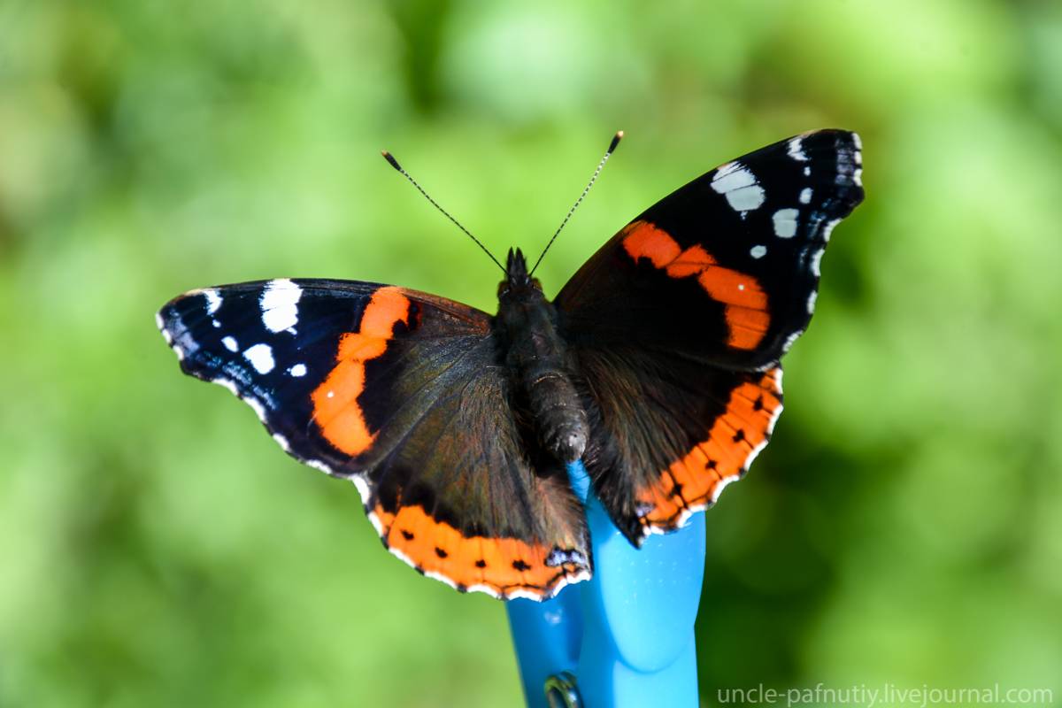 Бабочки с названиями фото и описанием