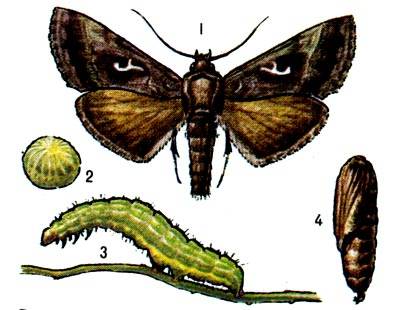 Совка-гамма: многоядные насекомые-паразиты