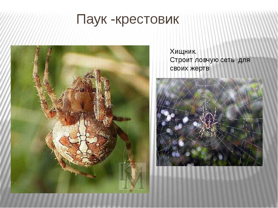 Как распознать паука-крестовика и насколько он опасен?