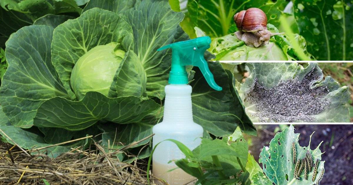 3 способа как избавиться от гусениц на капусте быстро