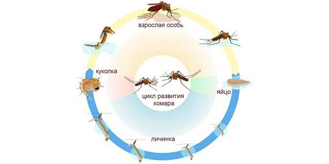 Подробное строение комара