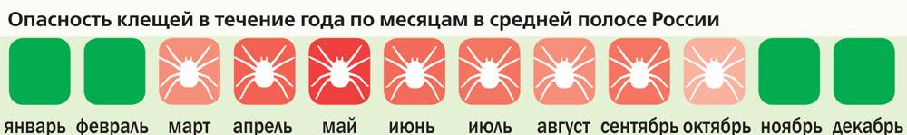 Когда появляются клещи весной – начало и конец сезона активности