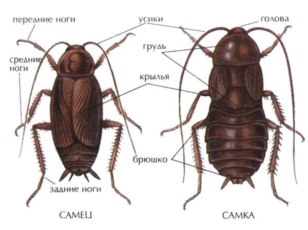 Сколько ног у таракана?