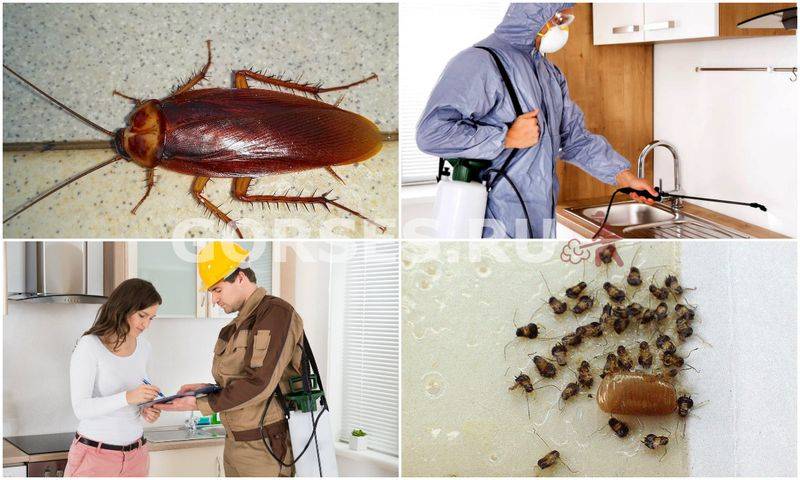 Маленькие тараканы в квартире: неопровержимые доказательства вреда