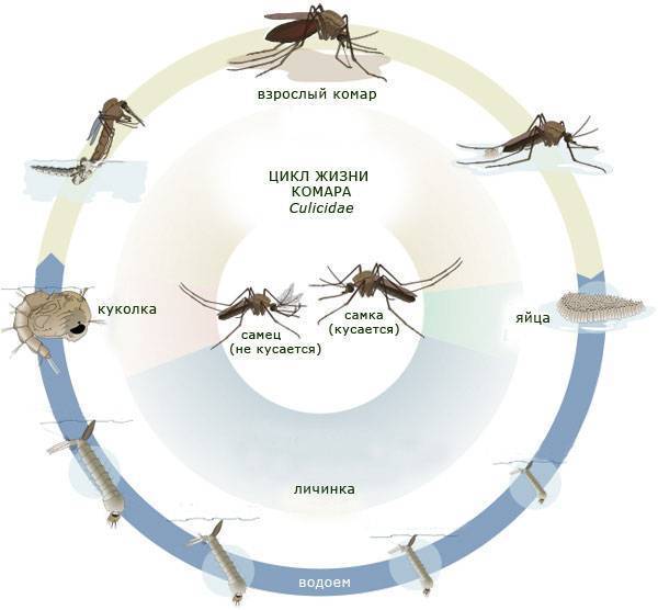 Сколько живут комары обыкновенные. Размножение комаров и сколько они живут. Как размножаются комары. Как размножаются комары в квартире.
