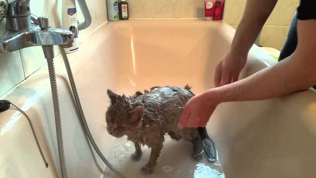 Можно купать котов. Мытье кошки. Помытый кот. Кошка купается в ванной. Кота моют.