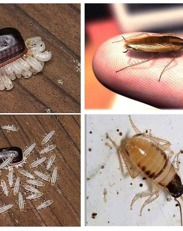 Кусаются ли тараканы, как выглядят их укусы
