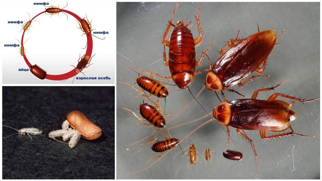Жизненный цикл и способ размножения домашних тараканов