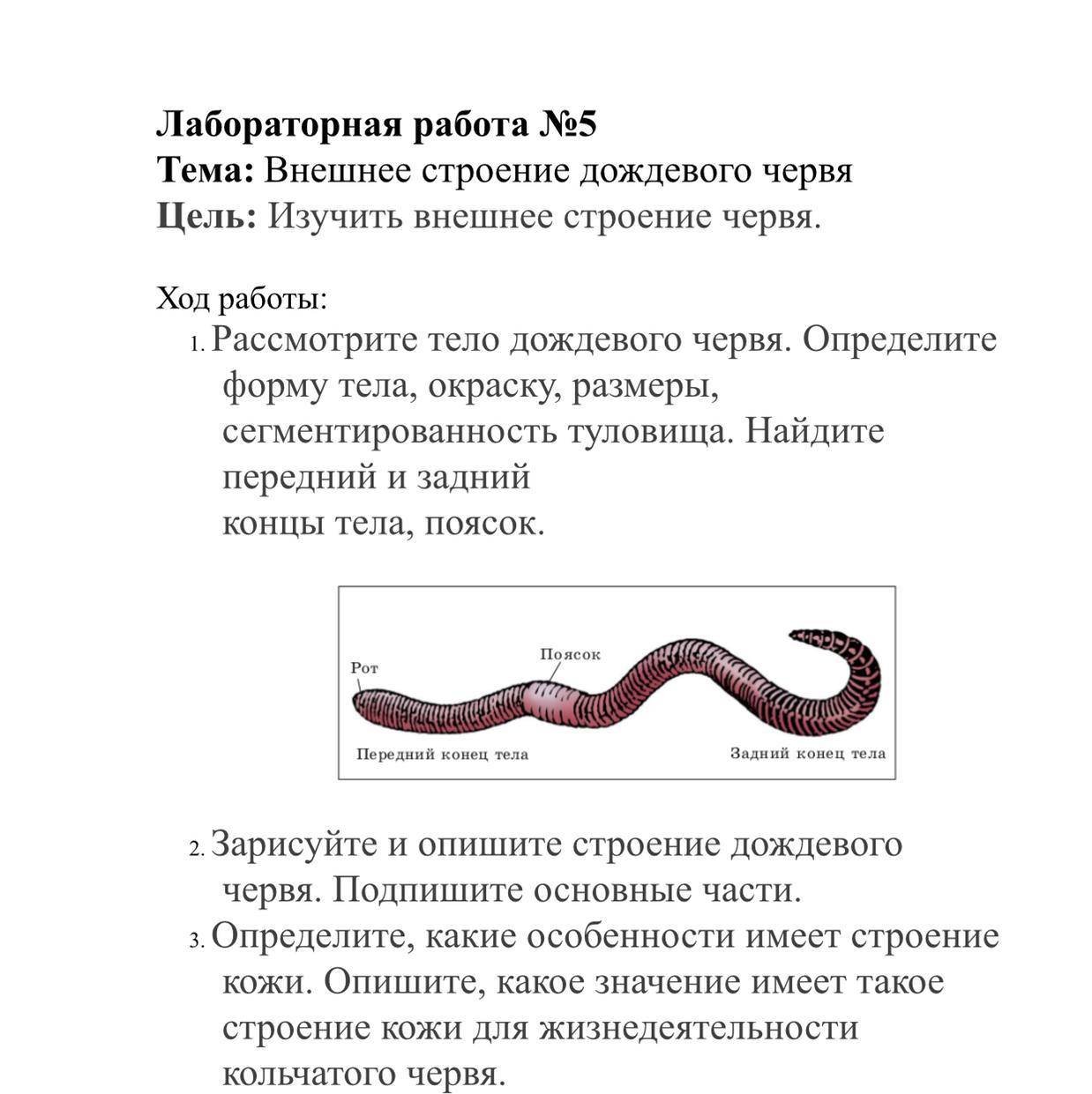 Строение дождевого червя рисунок