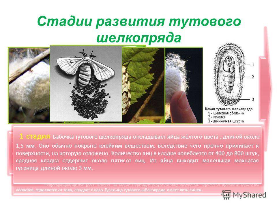 Непарный шелкопряд: фото, меры борьбы с гусеницами