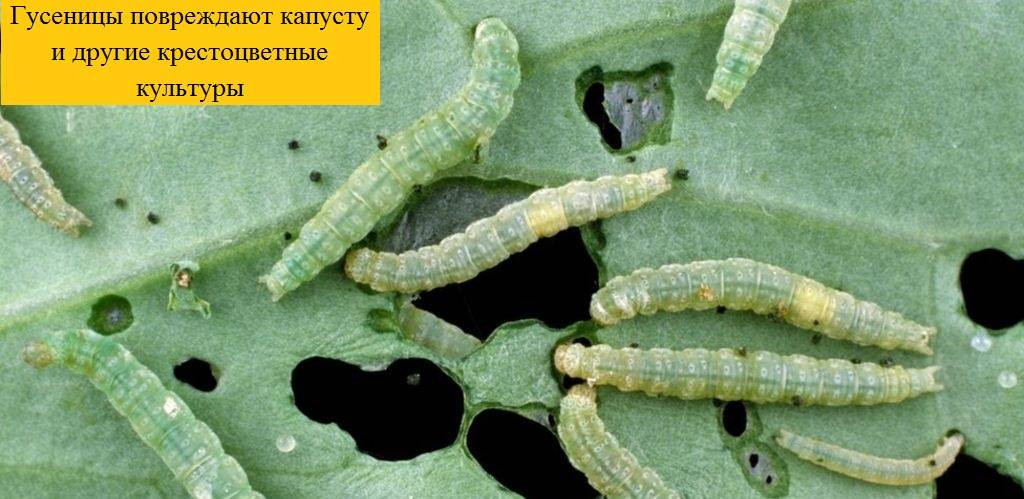 Как избавиться от гусениц на капусте: народные средства, советы эксперта