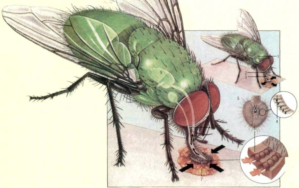 Сколько живут комнатные мухи в условиях обыкновенной квартиры. сколько живут мухи разных видов?