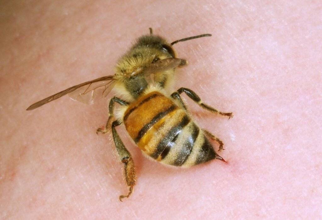 Кто оставляет жало после укуса и почему пчела умирает после того, как ужалит