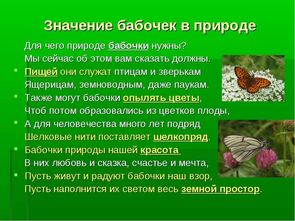 Бабочка белая американская | справочник пестициды.ru