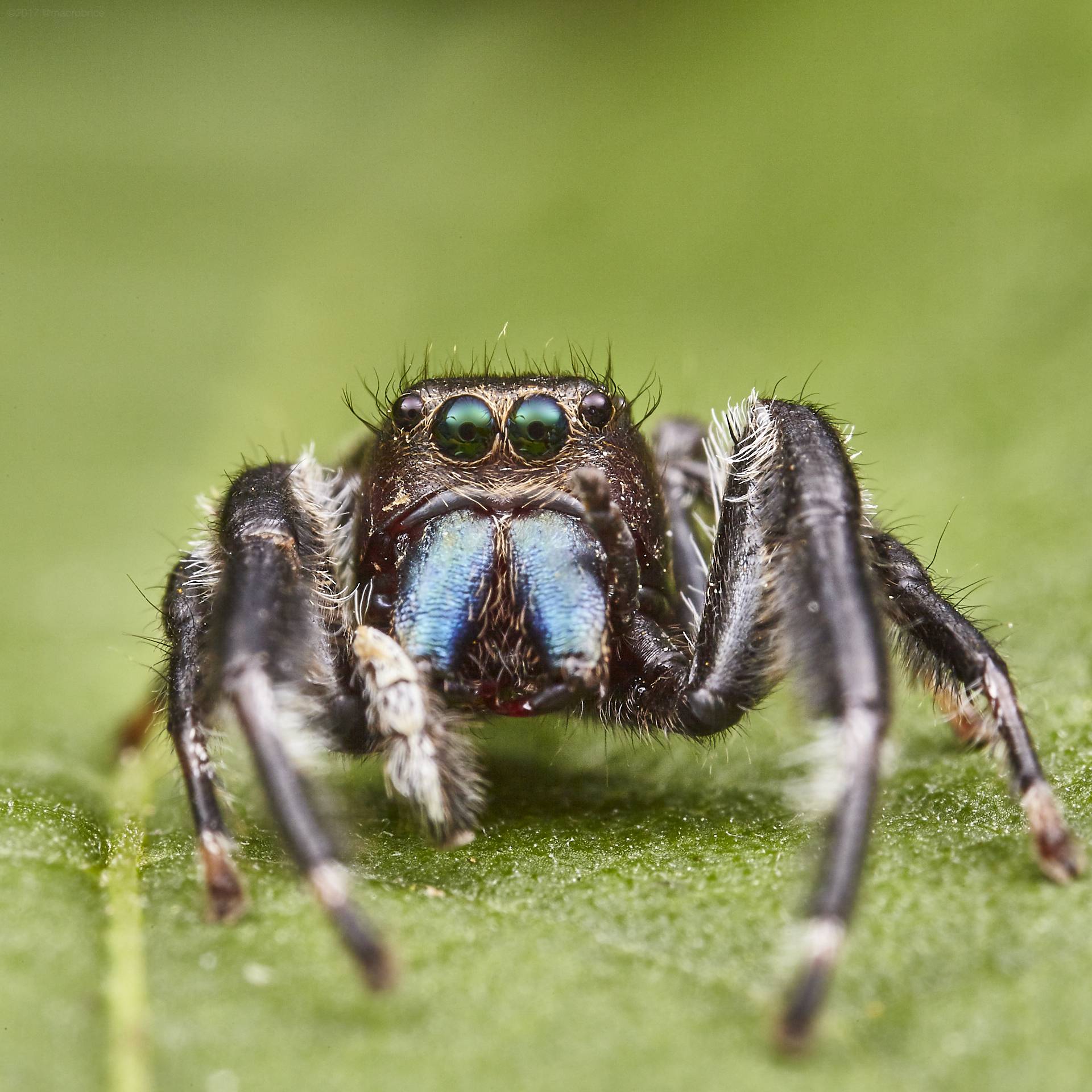 Как далеко прыгает паук скакун, почему он хорошо видит?