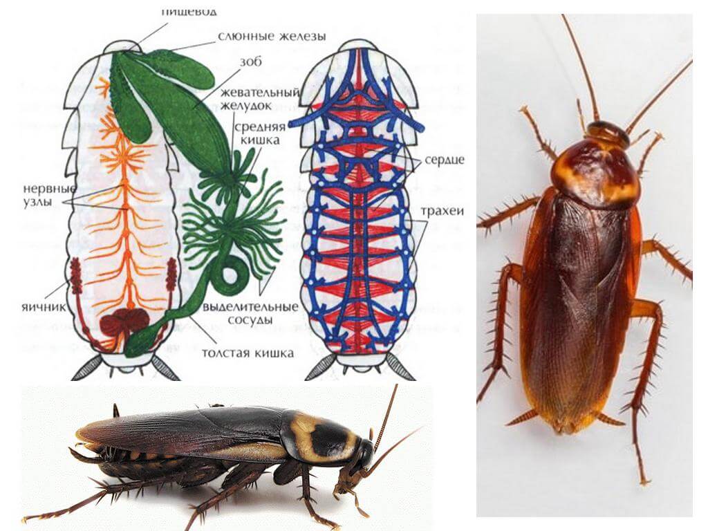 Таракан архимандрит: особенности внешнего вида и строения, за что это насекомое получило такое название