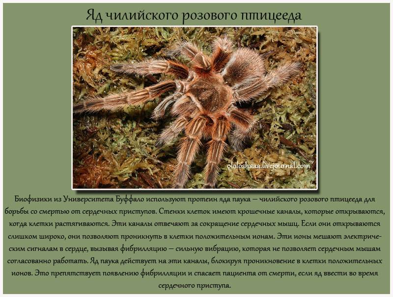 Розовый паук птицеед — отважный чилийский хищник