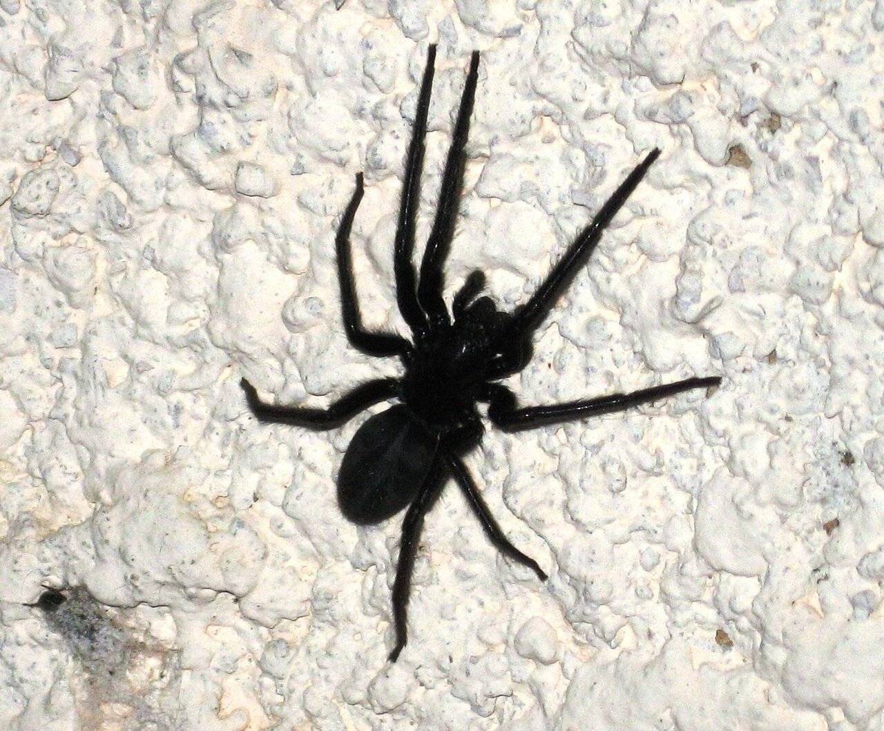 Черные пауки в доме: чем они опасны и как с ними бороться?
