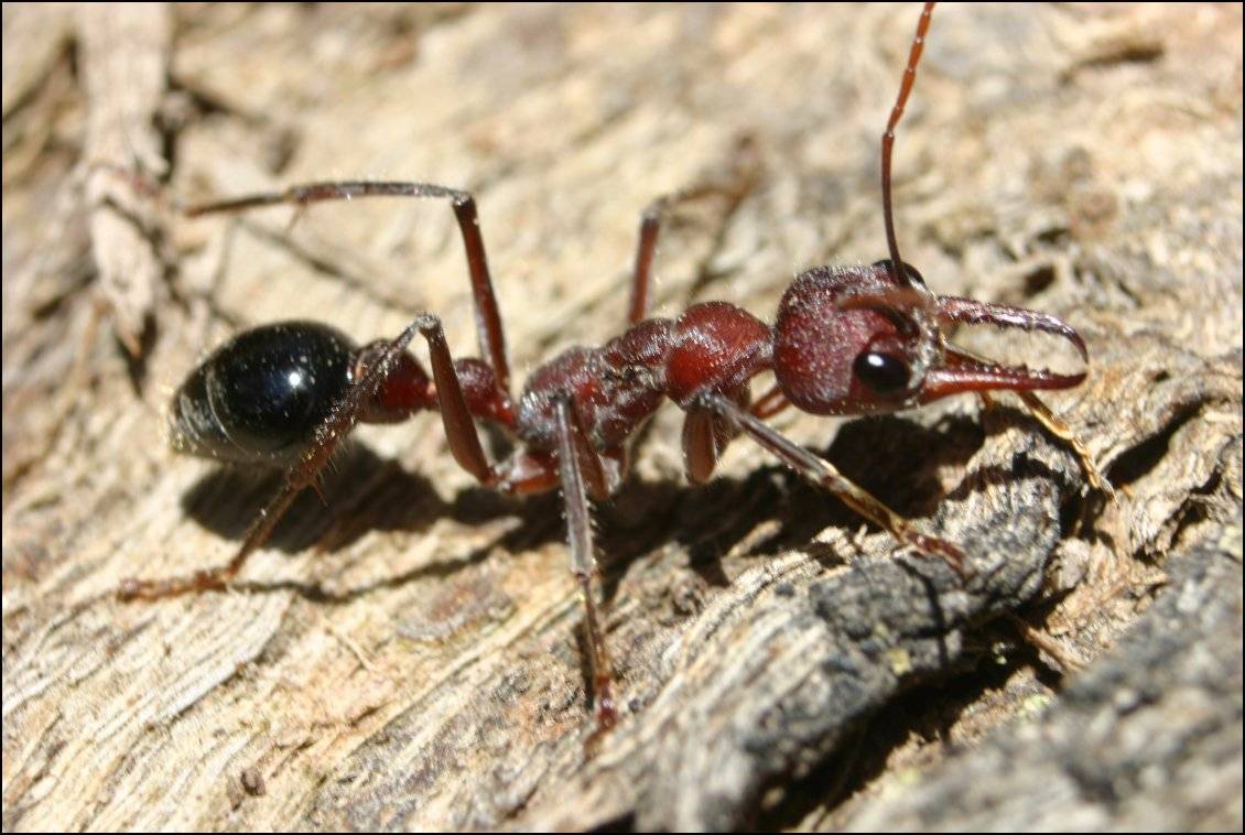 Муравей бульдог - чем опасно австралийское насекомое