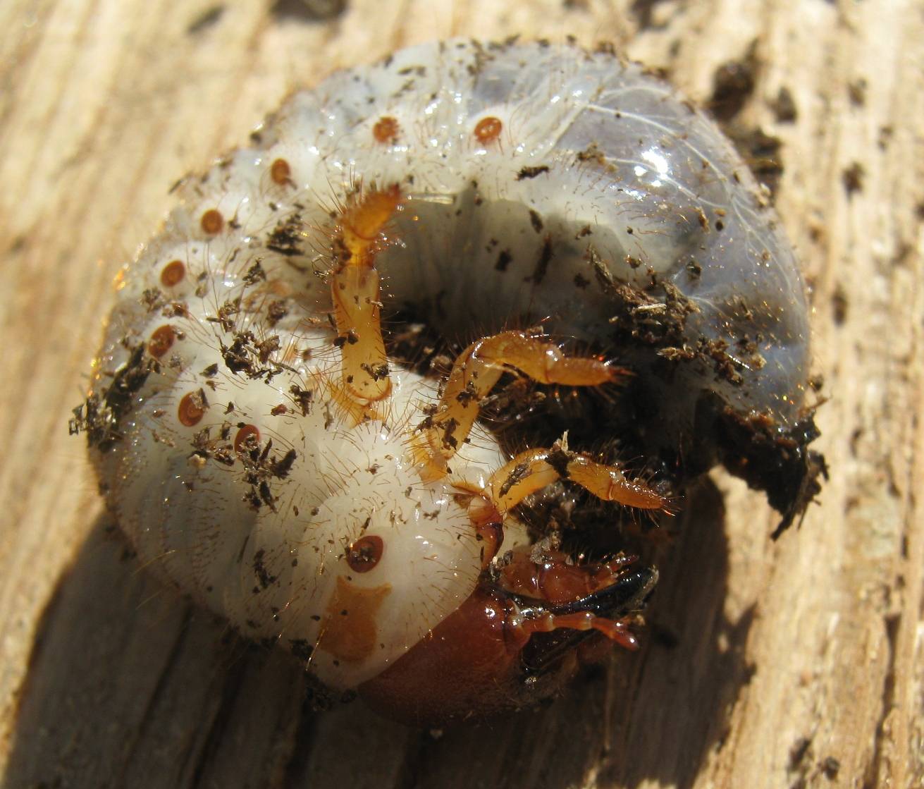 Хрущ, или майский жук — как бороться с вредителем? описание, личинка, как избавиться. фото — ботаничка.ru