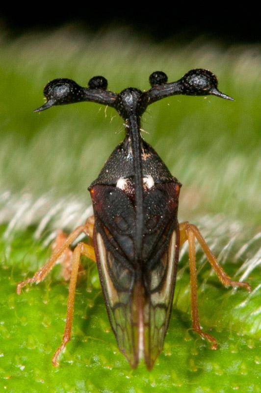 Цикада насекомое. описание, особенности, виды, образ жизни и среда обитания цикады