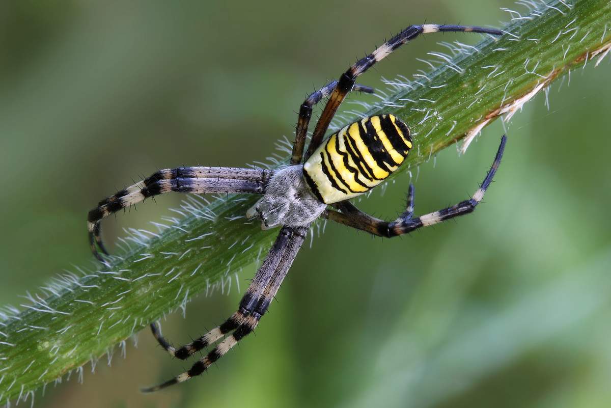Фото паука аргиопа брюнниха
