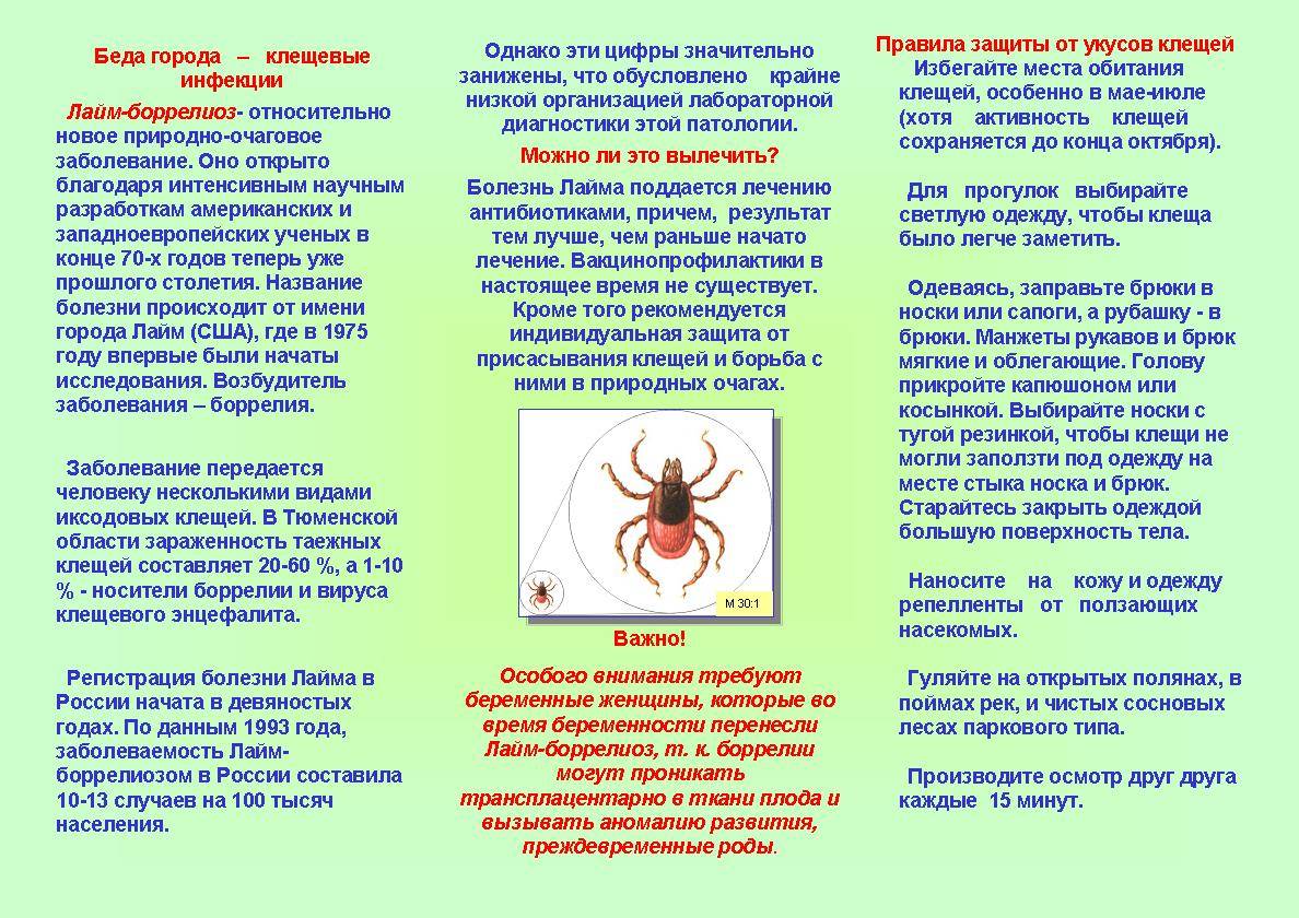 Клещевой энцефалит | санкт-петербургское государственное бюджетное учреждение здравоохранения "детская инфекционная больница №3"