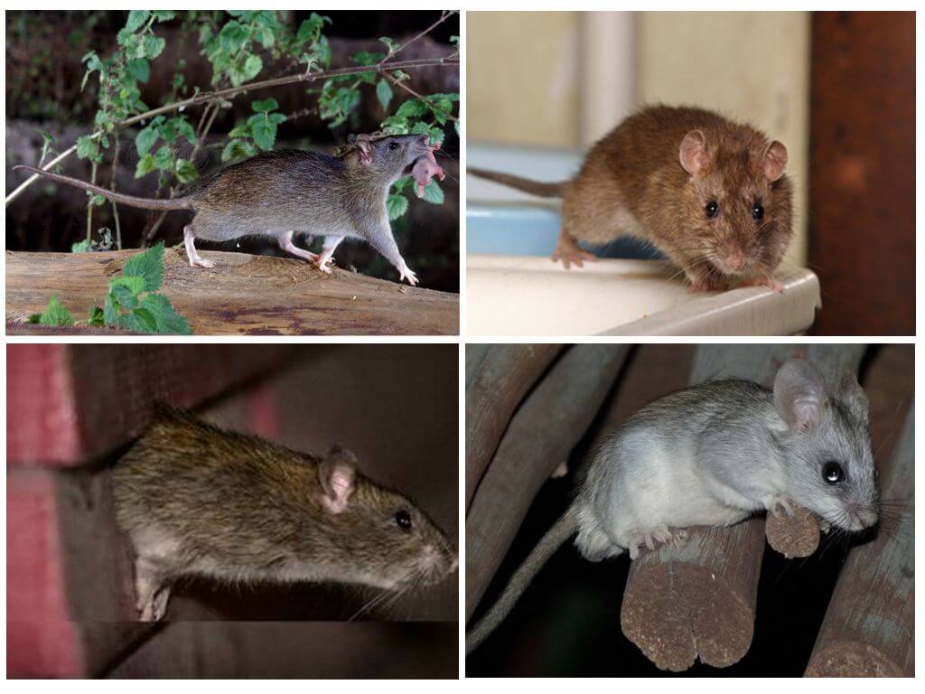 Мыши и крысы — чем они отличаются, внешние признаки, основные сходства