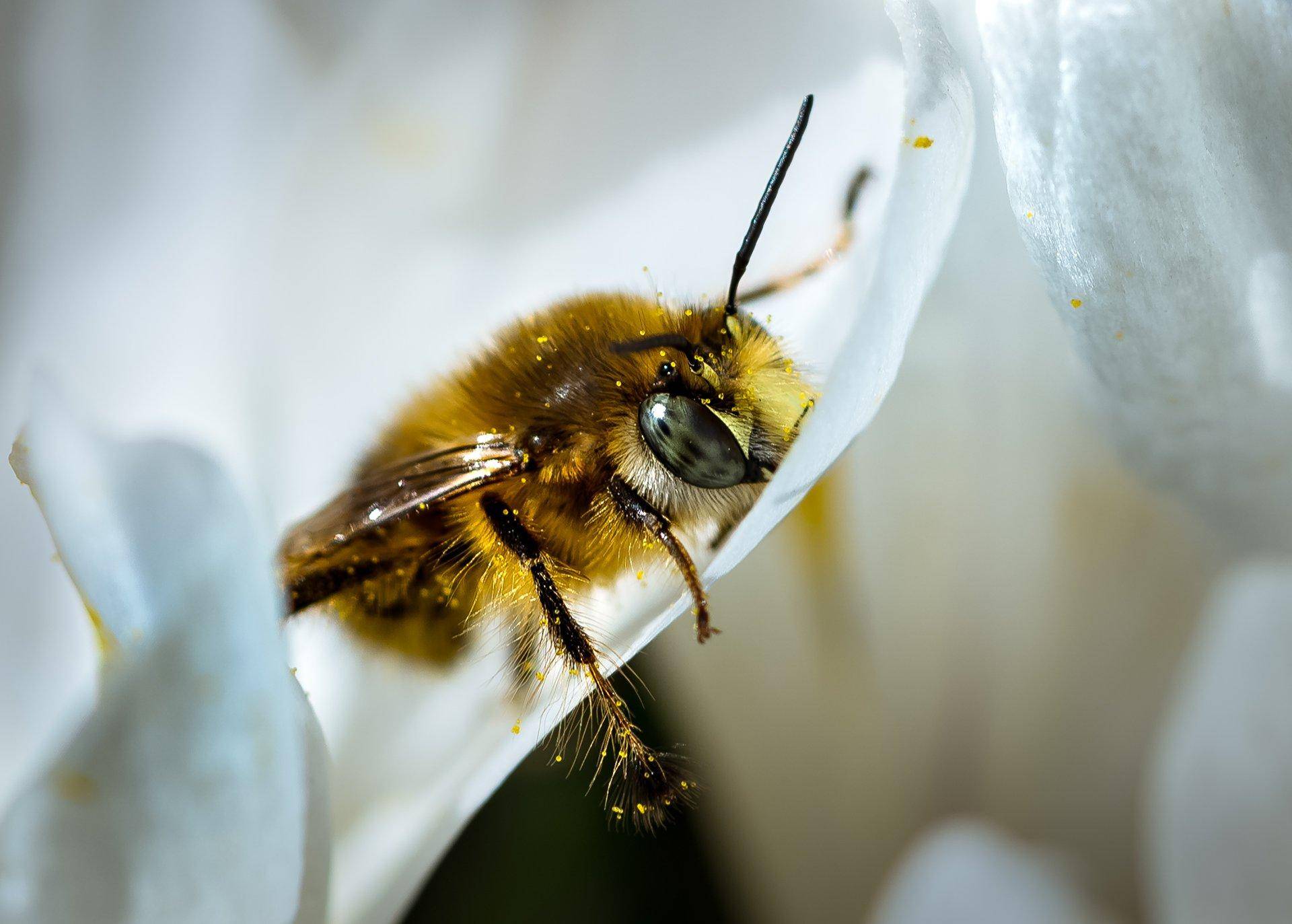 Когда пчёлы ложатся спать: особенности отдыха насекомых