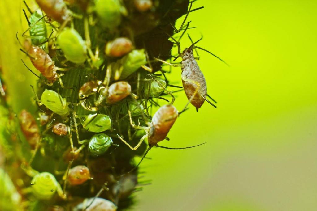 Какие растения помогут избавиться от насекомых-вредителей, что выращивать дома, чтобы избавиться от комаров, мух и прочих нежелательных насекомых