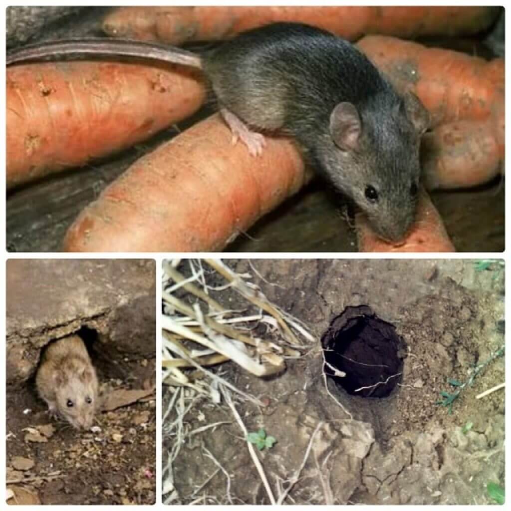 Как выглядит земляная крыса в огороде, ее фото, как с ней бороться?